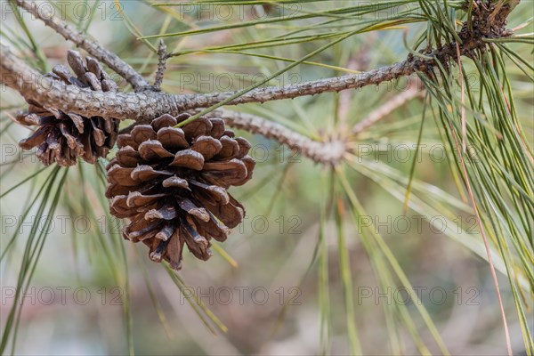 Close-up of pine cones hanging amongst pine needles on a tree branch, in South Korea
