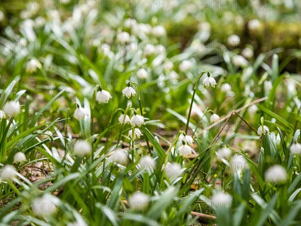 Spring snowdrop (Leucojum vernum), March snowdrop, March bell, large snowdrop. Amaryllis family (Amaryllidaceae), Jassing, Styria, Austria, Europe