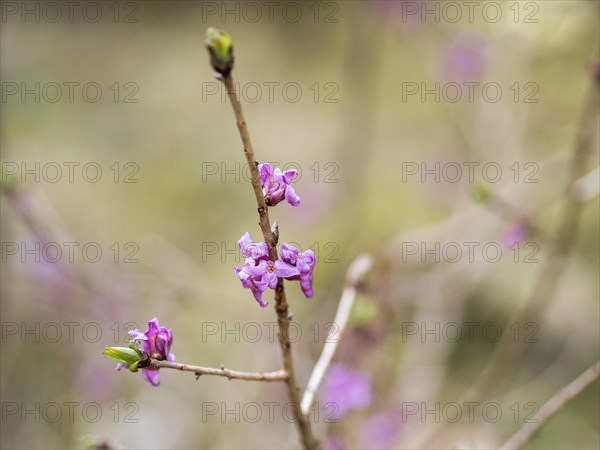 Mezereon (Daphne mezereum), near Tragoess, Styria, Austria, Europe