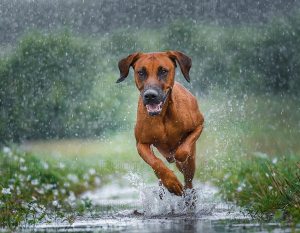 Dog, Rhodesian Ridgeback romps through the landscape in the rain, AI generated, AI generated