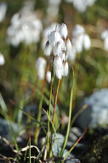 Eriophorum angustifolium