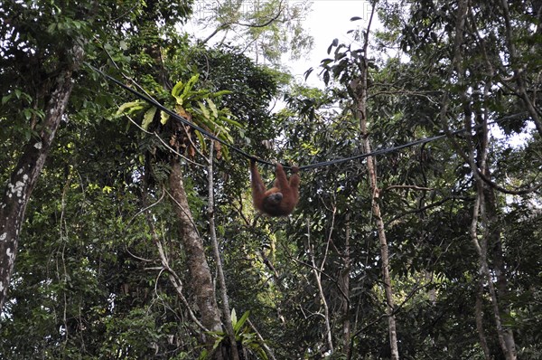 Semenggoh Nature Reserve, Pongo pygmaeus, sarawak, malaysia