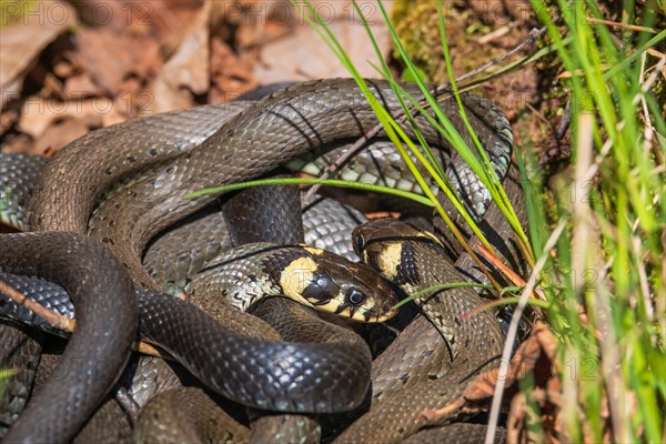 Group with Grass snakes (Natrix natrix) sunbathing in the spring sun