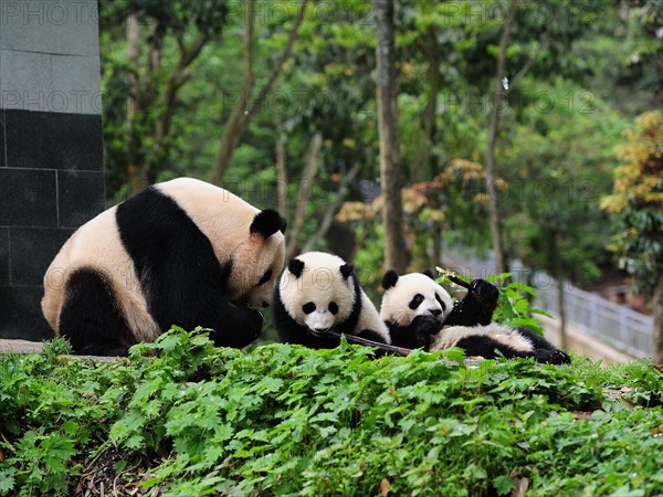 Bifengxia Panda Center, sichuan, china