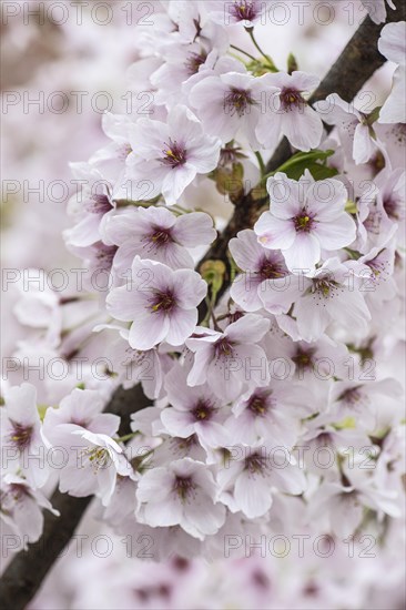 Japanese cherry (Prunus serrulata), Emsland, Lower Saxony, Germany, Europe