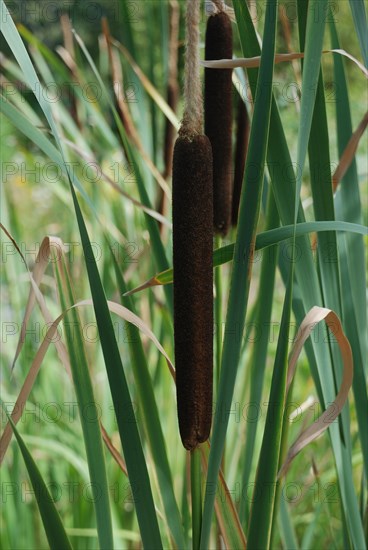 Close-up of a single brown bulrush amongst green reeds in a wetland setting
