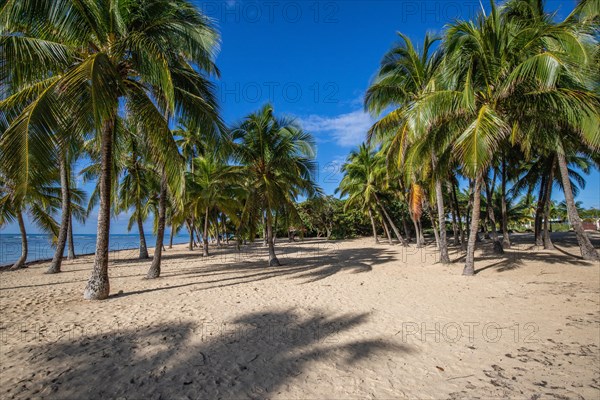 Romantic Caribbean sandy beach with palm trees, turquoise-coloured sea. Morning landscape shot at sunrise in Plage de Bois Jolan, Guadeloupe, French Antilles, North America