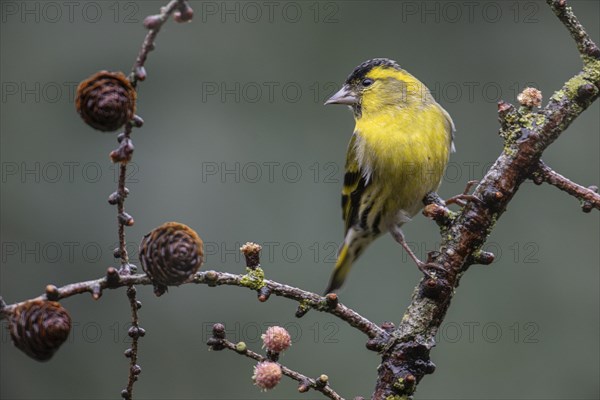 Eurasian siskin (Carduelis spinus), Emsland, Lower Saxony, Germany, Europe