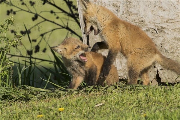 Red fox. Vulpes vulpes. Red fox cubs playing together in a meadow. Province of Quebec. Canada