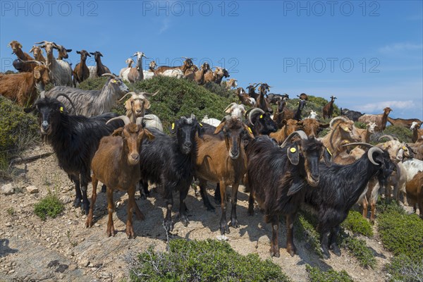 Goats of a herd standing on and next to rocks under a blue sky, Kriaritsi, Sithonia, Chalkidiki, Central Macedonia, Greece, Europe