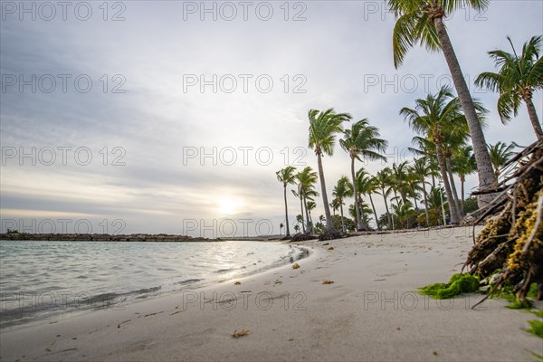 Caribbean dream beach with palm trees, white sandy beach and turquoise-coloured, crystal-clear water in the sea. Shallow bay at sunset. Plage de Sainte Anne, Grande Terre, Guadeloupe, French Antilles, North America