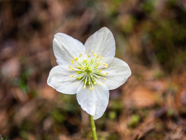 Christmas rose (Helleborus niger), near Tragoess, Styria, Austria, Europe