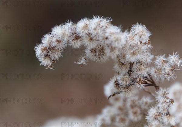 Canada goldenrod (Solidago canadensis) in winter