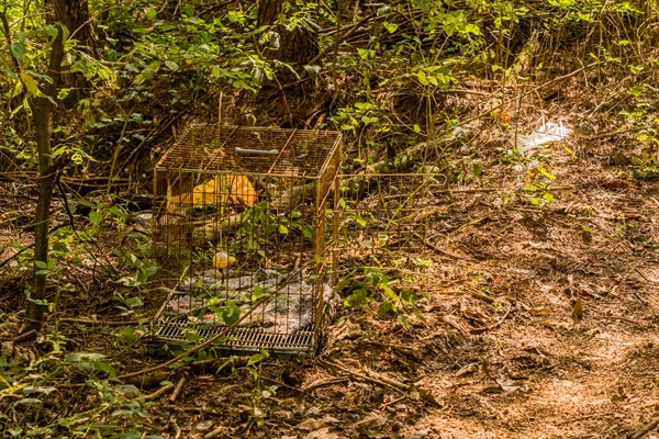 An old rusty animal cage abandoned in the forest, in South Korea