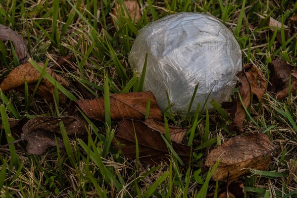 A close-up of white plastic wrap on grassy ground surrounded by fallen leaves, in South Korea