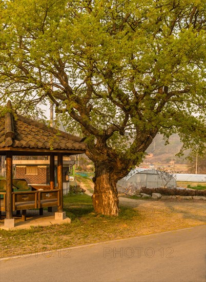 Large tree next to gazebo in rural farming community in South Korea