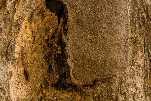 Closeup of the bark of a large old tree where tar that was used to repair tree has separated from tree in South Korea