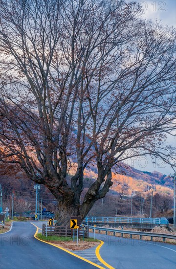 A large tree next to a curvy road with a road sign in a rural landscape at dusk, in South Korea