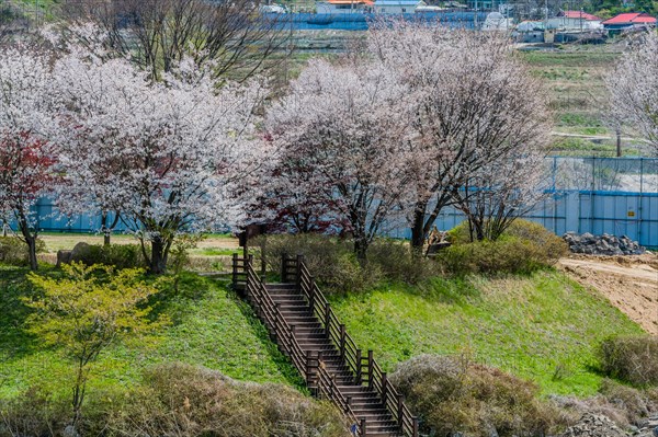 Beautiful cherry blossom trees at head of stairs in rural park