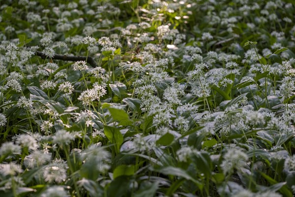 Ramson (Allium ursinum), in the forest, Bavaria, Germany, Europe