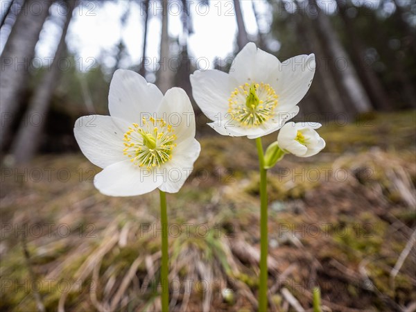 Christmas rose (Helleborus niger), near Tragoess, Styria, Austria, Europe