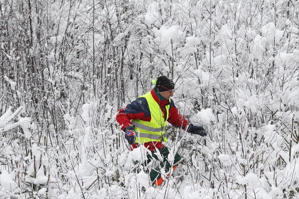 Wild boar (Sus scrofa) Hunting helpers, so-called beaters in warning clothing in the snow, Allgaeu, Bavaria, Germany, Europe
