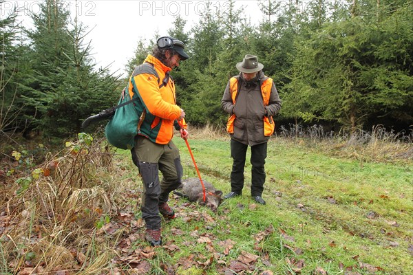 Wild boar hunt, hunter with safety waistcoat, hearing protection and rifle pulls a wild boar (Sus scrofa) shot with a mountain rope to the assembly point, Allgaeu, Bavaria, Germany, Europe