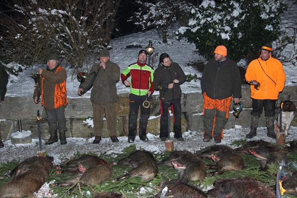 Wild boar (Sus scrofa) shot, hunting horn blowers during the ration laying, Allgaeu, Bavaria, Germany, Europe