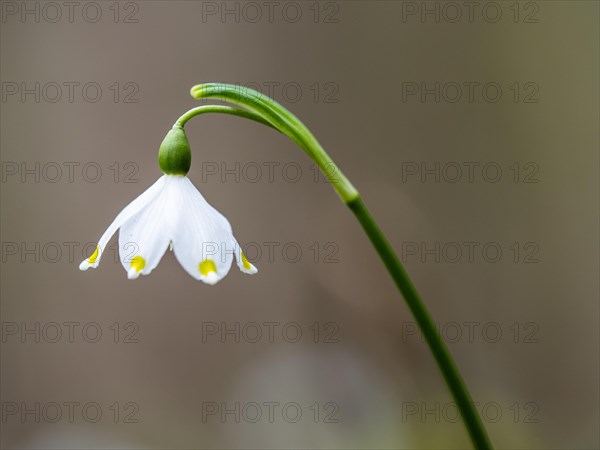 Spring snowdrop (Leucojum vernum), March snowdrop, March bell, large snowdrop. Amaryllis family (Amaryllidaceae), Jassing, Styria, Austria, Europe