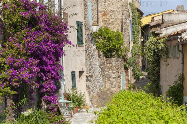 Typical alley in the old town with bougainvillea on the facades, Grimaud-Village, Var, Provence-Alpes-Cote d'Azur, France, Europe