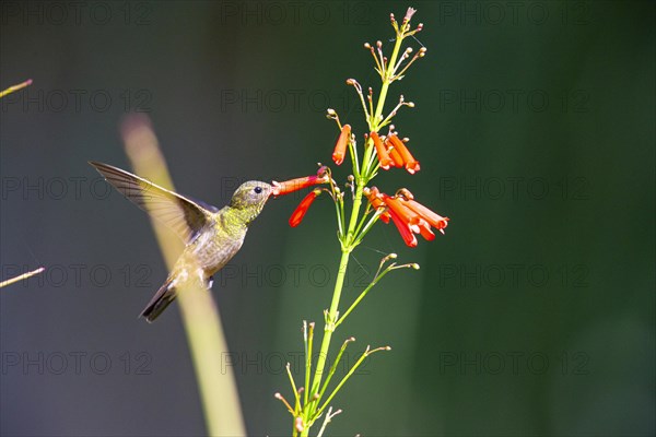 Golden Sapphire Hummingbird (Hylocharis chrysuria) Pantanal Brazil