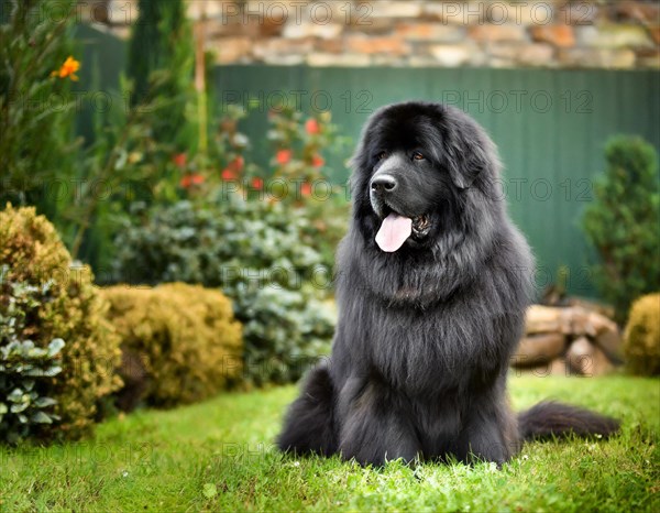 Dog, Newfoundland, whole figure, outside, in the garden, AI generated, AI generated