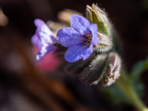 True lungwort or common lungwort (Pulmonaria officinalis), flowers, Leoben, Styria, Austria, Europe