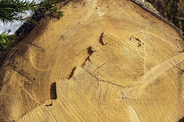 Cut through a tree trunk with annual rings and traces of the chainsaw, Allgaeu, Swabia, Bavaria, Germany, Europe