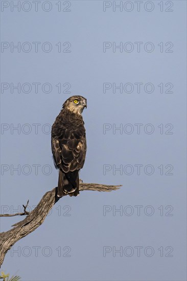 Black-chested snake eagle (Circaetus pectoralis), Mziki Private Game Reserve, North West Province, South Africa, Africa