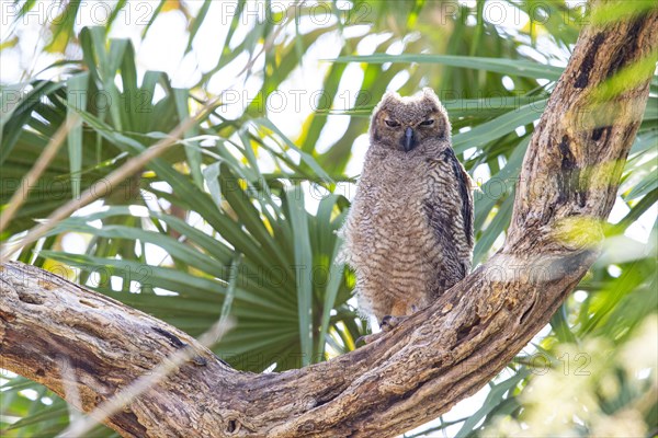 Virginia eagle owl (Bubo virginianus) Pantanal Brazil