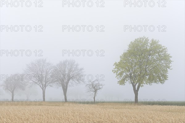 Deciduous trees, maple (Acer) in bloom in fog, spring, North Rhine-Westphalia, Germany, Europe