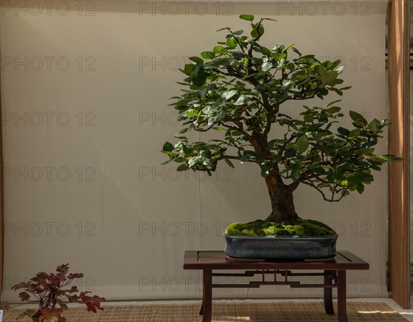 Bonsai