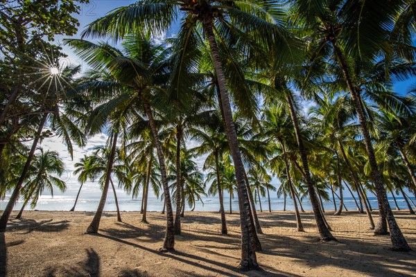 Romantic Caribbean sandy beach with palm trees, turquoise-coloured sea. Morning landscape shot at sunrise in Plage de Bois Jolan, Guadeloupe, French Antilles, North America