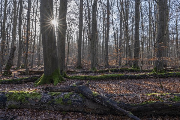 Deciduous forest in winter, deadwood overgrown with moss, backlit with sun star, Thuringia, Germany, Europe
