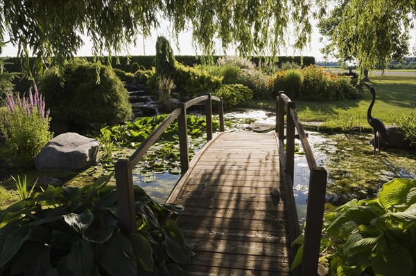 Silhouetted Salix, Weeping Willow tree branches and brown wooden footbridge bordered by Hosta plants over pond in front yard garden in summer at sunset, Quebec, Canada, North America