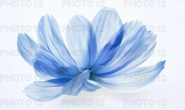 A light blue brush stroke forming a chamomile petal. Chamomile flower painted on white background AI generated