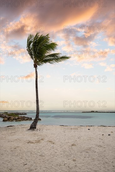 Caribbean dream beach with palm trees, white sandy beach and turquoise-coloured, crystal-clear water in the sea. Shallow bay at sunset. Plage de Sainte Anne, Grande Terre, Guadeloupe, French Antilles, North America