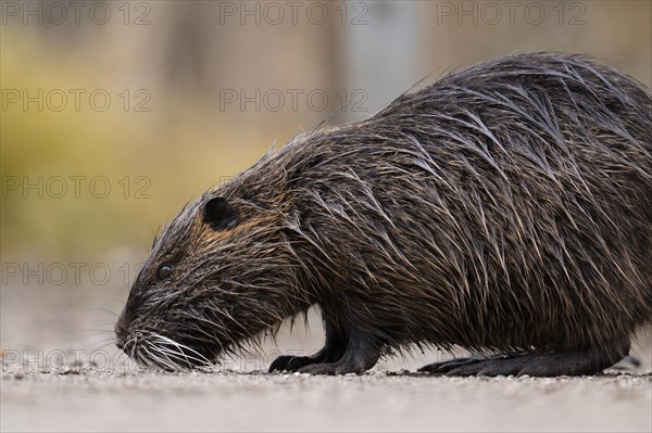 Nutria (Myocastor coypus), wet, walking across a gravelled path to the left with its nose on the ground, profile view, close-up, background blurred yellow daffodils, spring, Rombergpark, Dortmund, Ruhr area, Germany, Europe