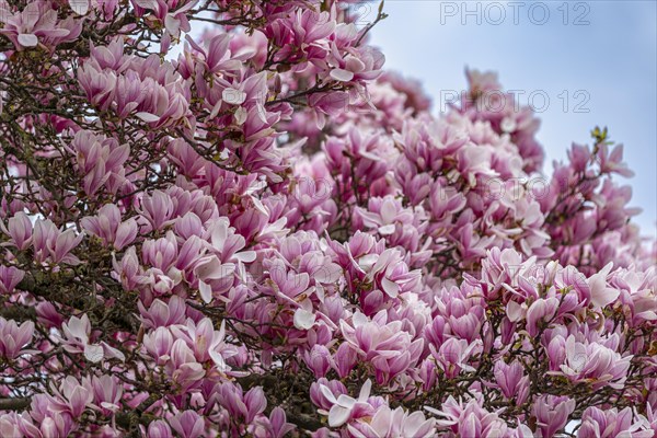 Tree with magnolia blossoms, magnolia (Magnolia), magnolia x soulangeana (Magnolia xsoulangeana), Offenbach am Main, Hesse, Germany, Europe