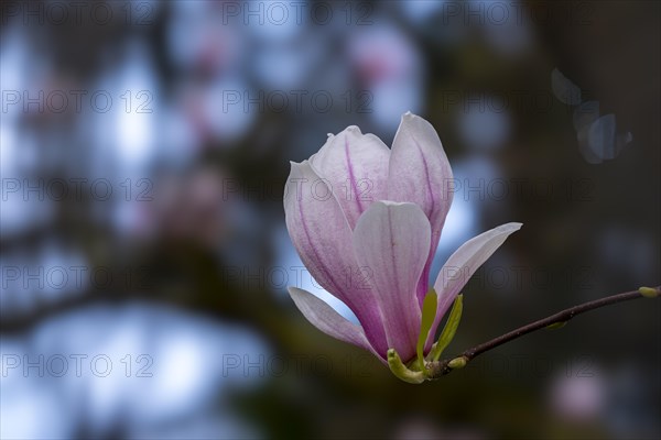 Blossom of a magnolia (Magnolia), magnolia blossom, magnolia x soulangeana (Magnolia xsoulangeana), Offenbach am Main, Hesse, Germany, Europe