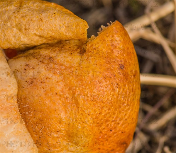 A close-up of a piece of orange peel showcasing its textured, rough surface, in South Korea