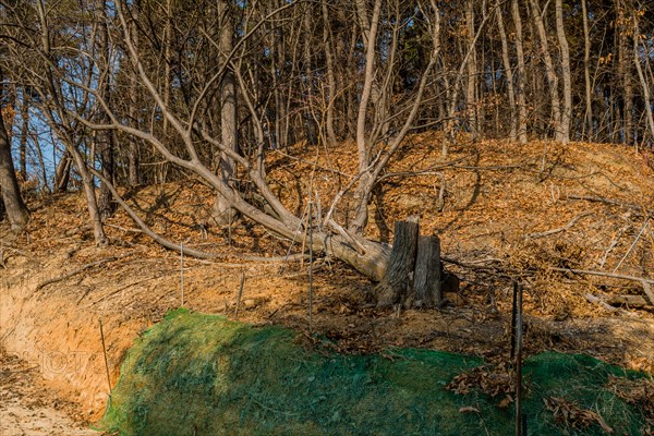 Sunlight falls on a slope with eroded soil and bare gnarled trees, in South Korea