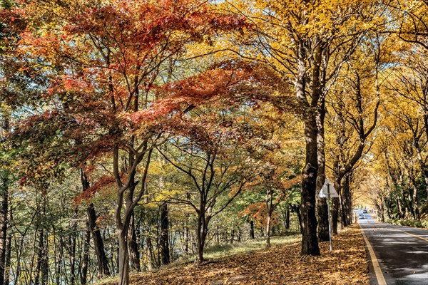 Sunlight filters through trees with red and yellow fall leaves beside a road, in South Korea