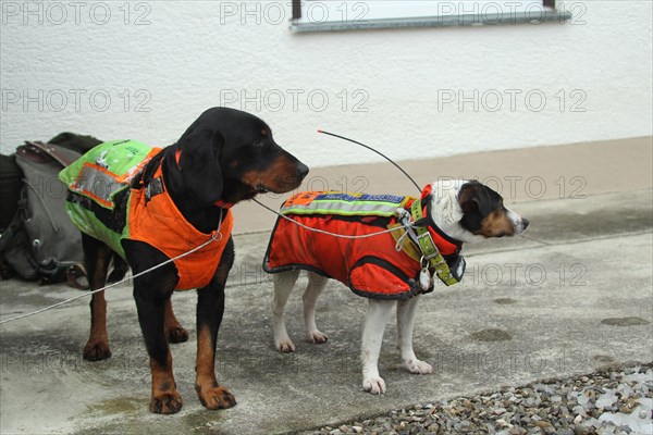Hunting dogs with safety waistcoats in front of the start of the hunt for wild boars (Sus scrofa), Allgaeu, Bavaria, Germany, Europe